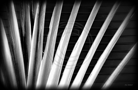 Infrared Fan Palm against wall.  St. Barts
