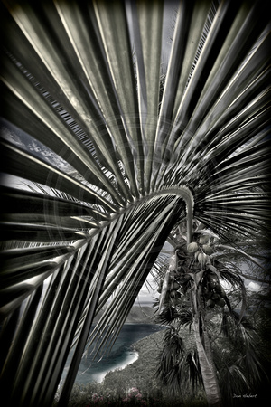 Cinnamon Bay through coconut palm frond.  Infrared filter