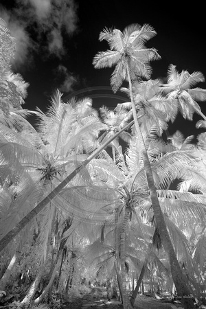 Morning Palms at Magens Bay, STT