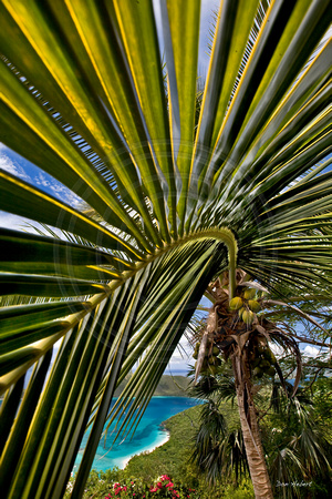 Palm framing Cinnamon Bay, STJ