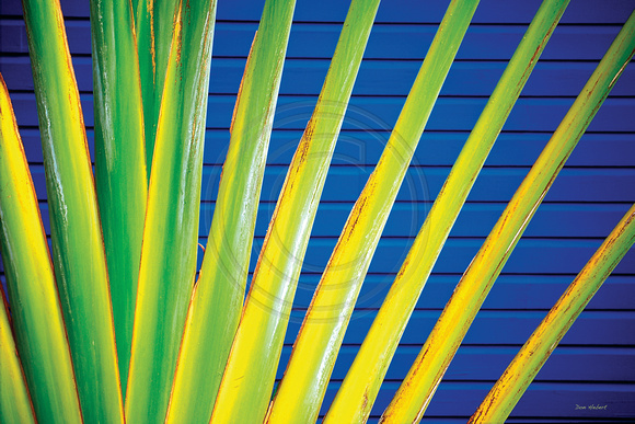 Traveler's Palm.  St Barts