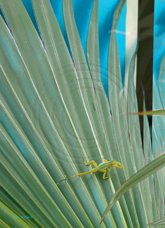 Palm Frond, Lizard.  St Croix