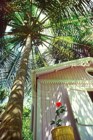 Under the Palm Tree.  St John, USVI