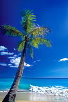 Palm on Morningstar Beach