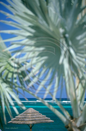 Palms / Thatch, Divi, St Croix