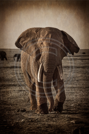 Elephant, Kenya
