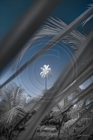 Infrared Palm at Magens Bay, St Thomas