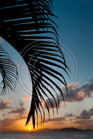 Sunset Through Palm Frond.  Virgin Gorda, BVI