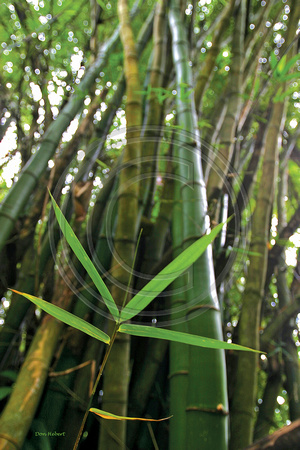 The Big Bamboo. Grenada