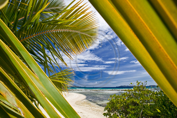 Well Bay through Coconut Palm.  Beef Island, BVI