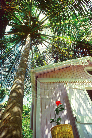 Under the Palm Tree, St John, USVI