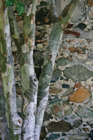 Lignum Vitae Tree against Stone work.