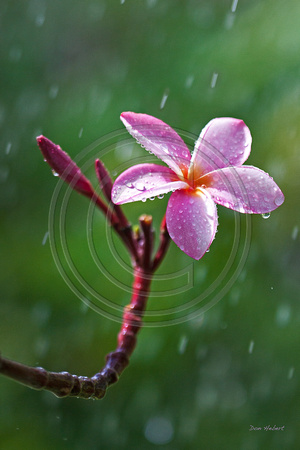 Rainy Frangipani