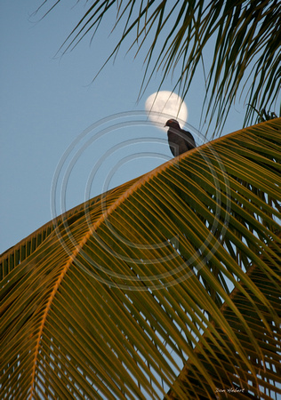 Dove on Palm against Moon.  St Thomas