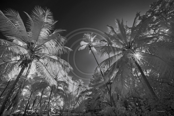 Morning Palms at Magens Bay, STT  Infrared