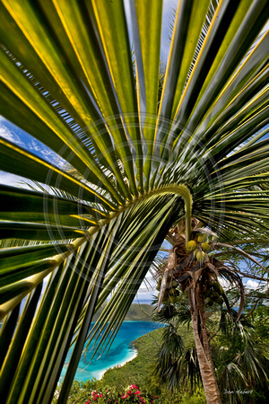 Cinnamon Bay through coconut palm frond