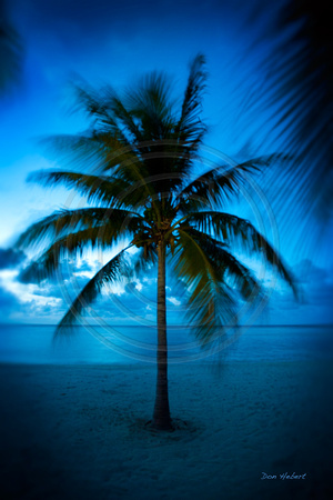 Midnight Palm on Oil Nut Bay, Virgin Gorda