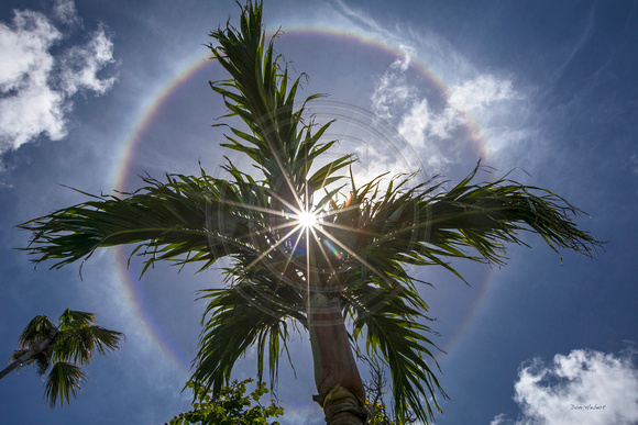 Solar Rainbow Halo on Palm
