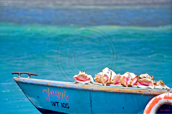 Conch Shells on bow of boat.  Jamaica
