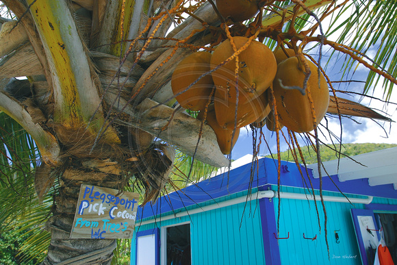 Do Not pick the coconuts.  Jost Van Dyke, BVI