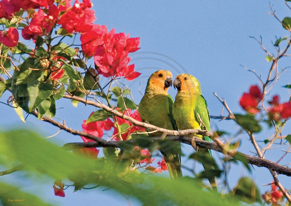 Island Conures Courting.  St Thomas