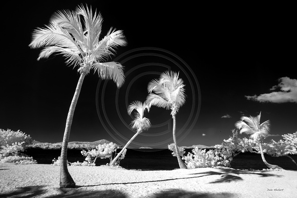 Infrared Palms on Sapphire Beach, St Thomas