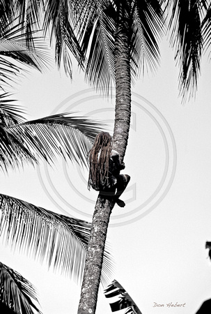 Rasta Climbing for Coconuts.  St Lucia