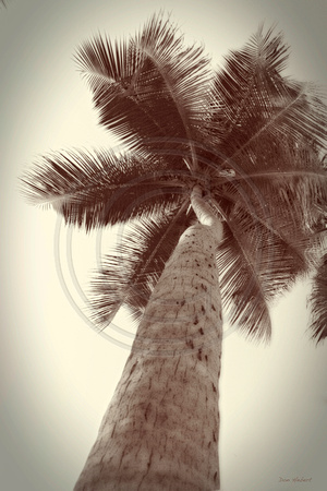 Sepia Palm, Virgin Islands