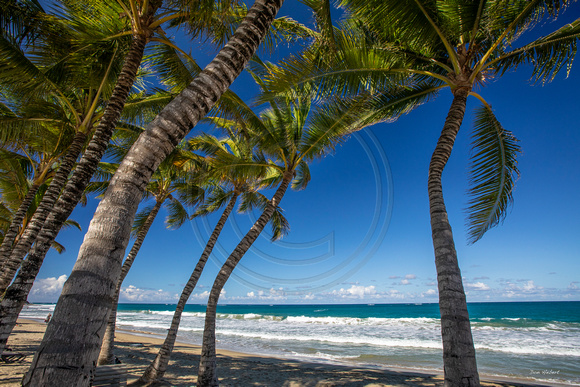 Palms on Kite Beach in the Dominican Republic