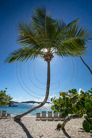 Perfect Palm on Elysian's Beach.  St Thomas, USVI