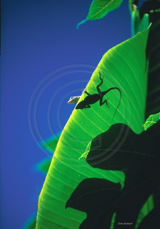 Lizard on Banana Leaf