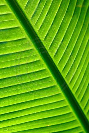 Banana Leaf detail