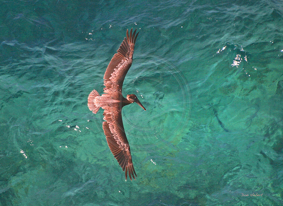 Brown Pelican in Flight.  St Thomas, USVI