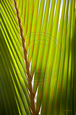 Coconut Palm Frond