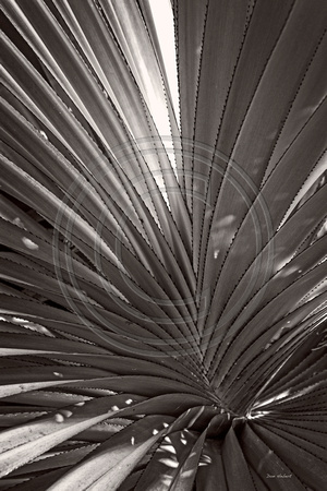 Palm Swirl  St John, VI