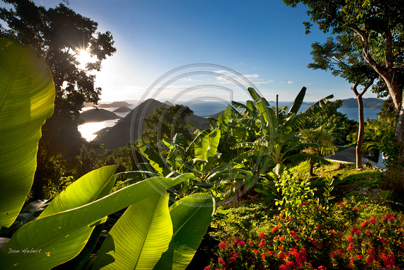 View through banana leaves, Tortola BVI