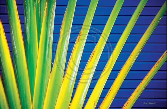 Fan Palm against blue wall.  St. Barts