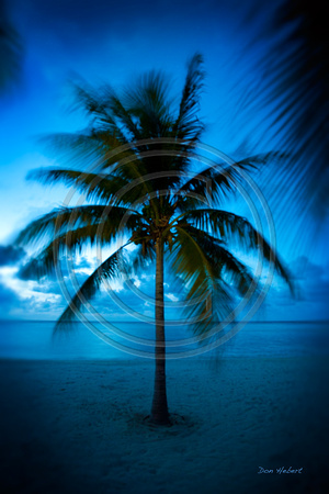 Blue Palm on Oil Nut Bay.  Virgin Gorda