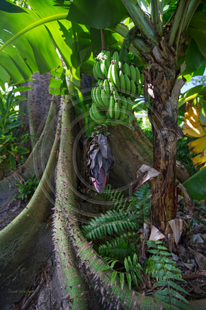 Bananas and Silk Cotton.  Nevis
